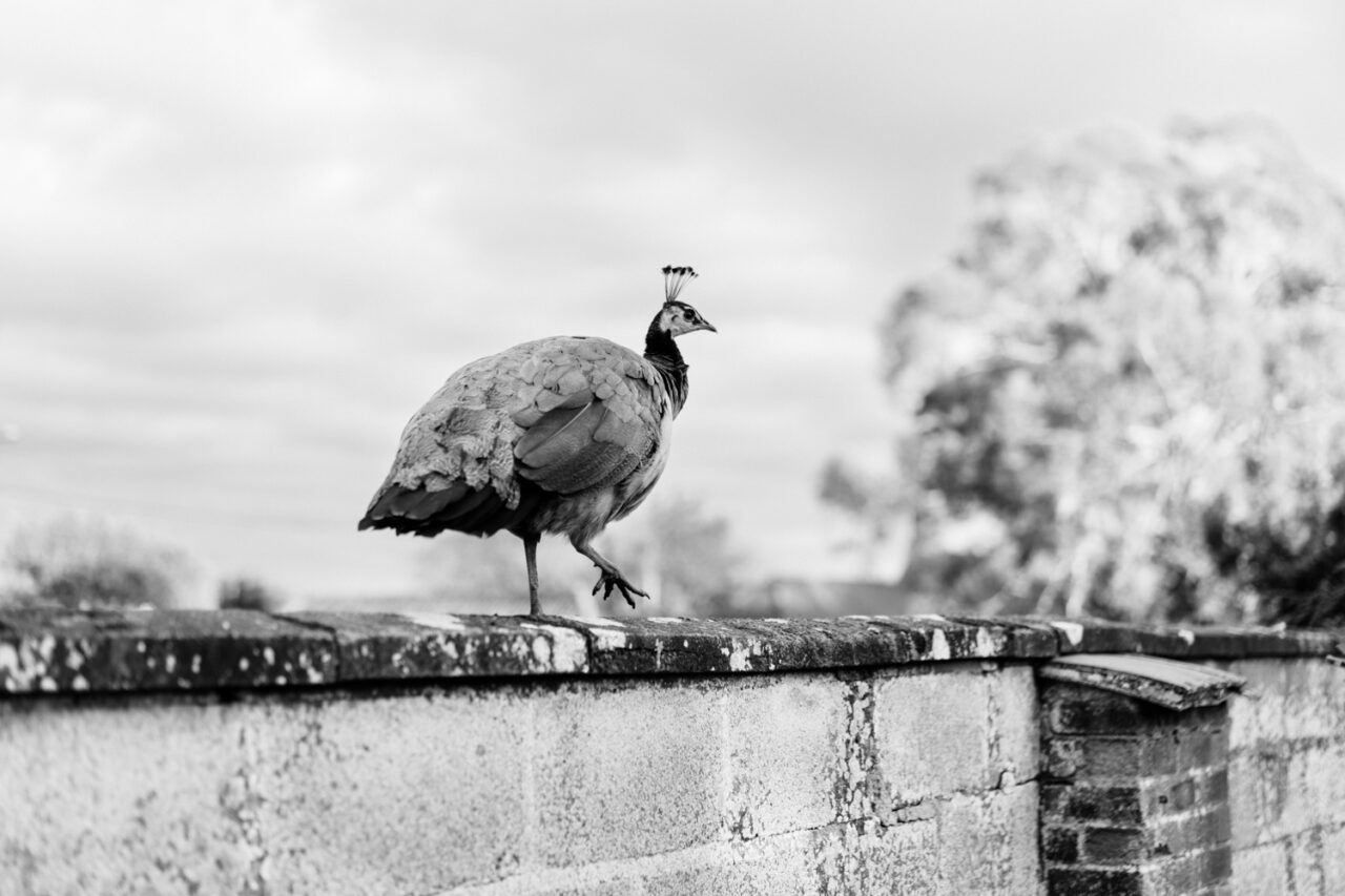 A peacock - one of the animals living at Hockwold Hall.