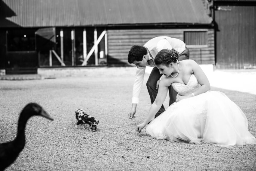 Bride and groom feeding animals in the courtyard at South Farm wedding venue Cambridgeshire.