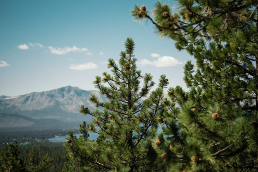 Pine trees and mountain landscape surrounding Tahoe Mountain Home near Lake Tahoe.