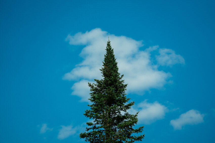Tall pine tree and blue sky in the Muskoka landscape around Trillium Resort & Spa.