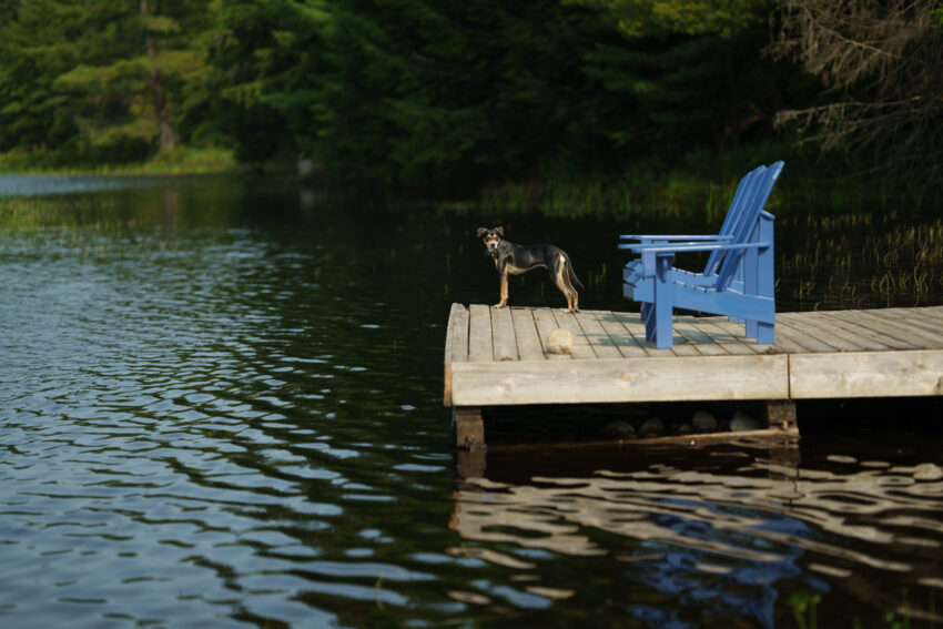 Small dog standing on a lakeside dock beside Adirondack chairs at Trillium Resort & Spa.