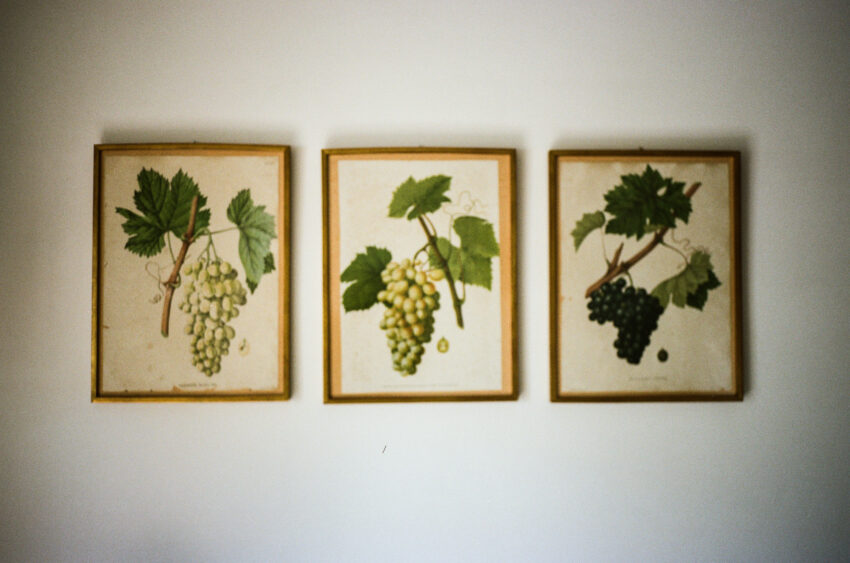 Three framed vintage botanical illustrations of grapes on a wall at a Barcelona wedding venue, photographed on film.